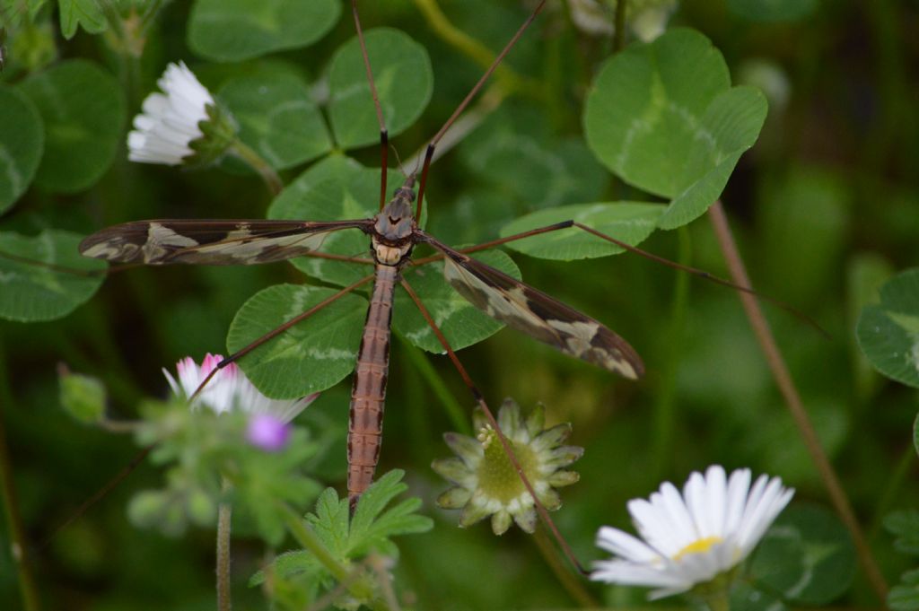 Tipulidae: Tipula maxima, femmina